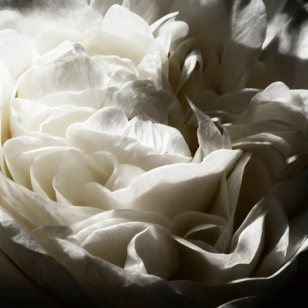 White rose in full bloom