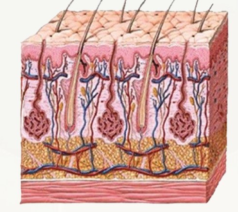 Illustrated cross-section of human skin