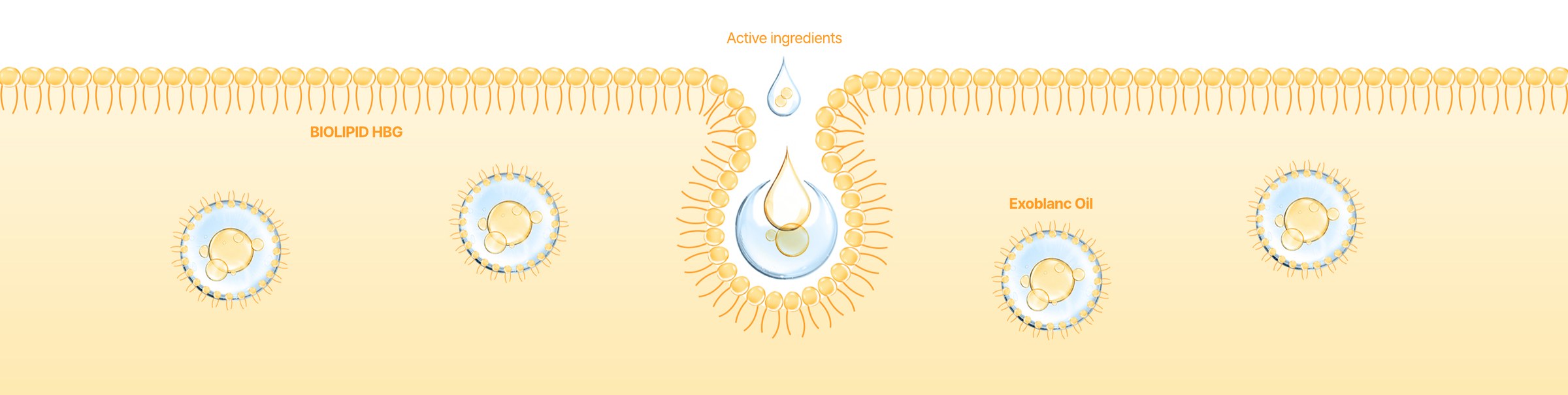 BIOLIPID HBG layer with active ingredients self-assembling into Exoblanc Oil reverse micelles