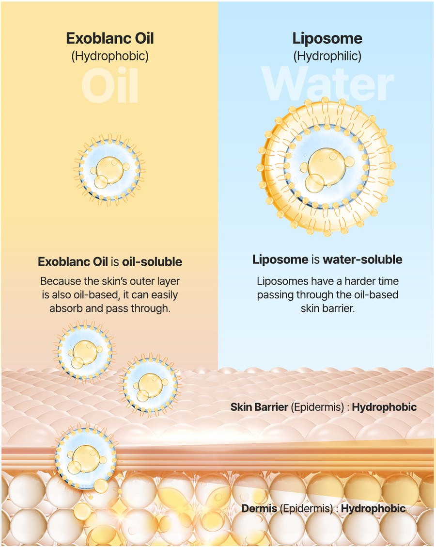 Exoblanc Oil is oil-soluble and passes the hydrophobic skin barrier; water-soluble liposomes pass less easily