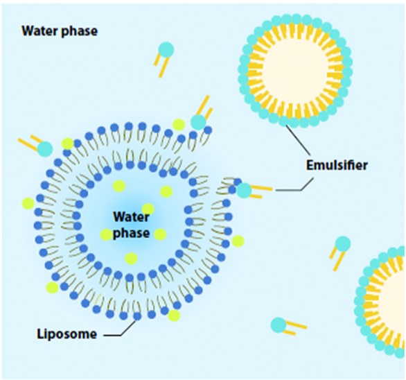 O/W structure where the emulsifier contacts the liposome and destabilises it