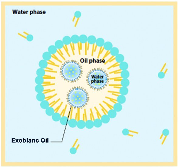 W/O/W structure where the active core sits in the oil phase inside a stable micelle